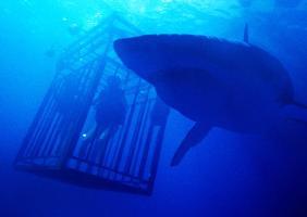 47 Meters Down